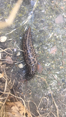 Limax maximus