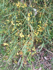 Acacia trigonophylla