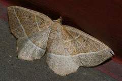 Rhynchobapta cervinaria