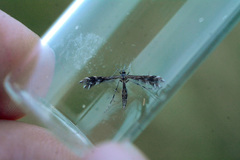 Buckleria paludum