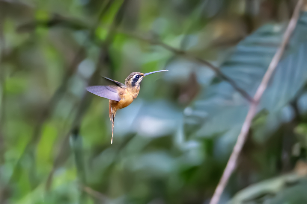 Tapajos Hermit photo
