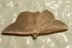 Plesiomorpha flaviceps