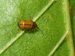 Cryptocephalus pusillus