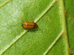 Cryptocephalus pusillus