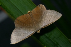 Plesiomorpha flaviceps