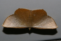 Plesiomorpha flaviceps