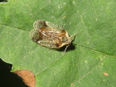 Cixius cunicularius