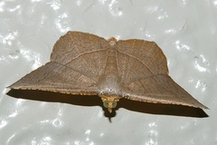Plesiomorpha flaviceps