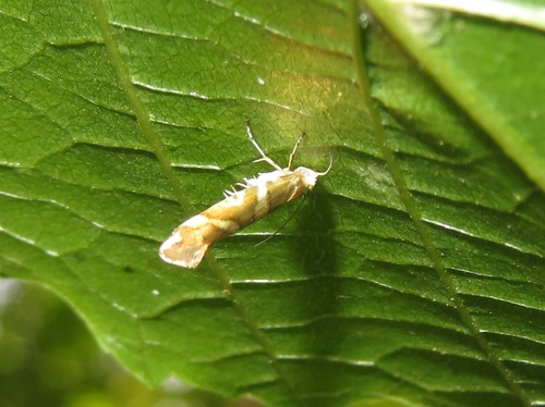 Bronze Alder Moth, Zuid-Holland, Nederland, photo 9 of 10
