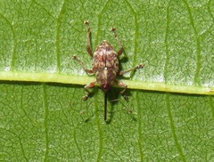 Curculio betulae