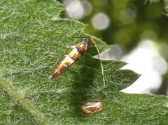 Phyllonorycter klemannella