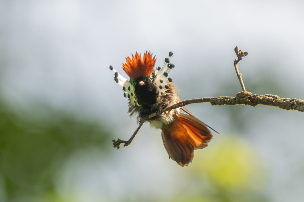 Dot-eared Coquette photo