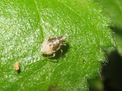 Deraeocoris lutescens