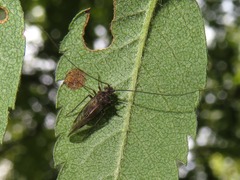 Psococerastis gibbosa