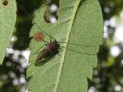 Psococerastis gibbosa