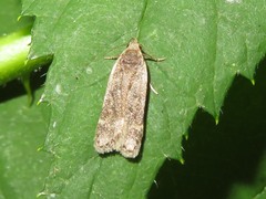 Anacampsis populella