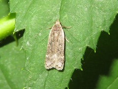 Anacampsis populella