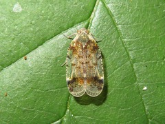 Cixius cunicularius