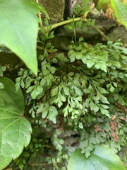 Asplenium ruta-muraria