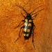 Four-banded Longhorn Beetle - Photo (c) Rob Westerduijn, some rights reserved (CC BY-NC), uploaded by Rob Westerduijn