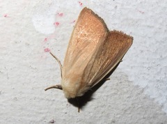 Arenostola phragmitidis
