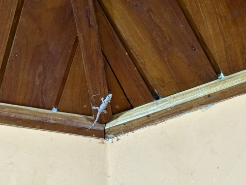 Tropical House Gecko