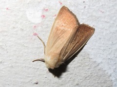 Arenostola phragmitidis
