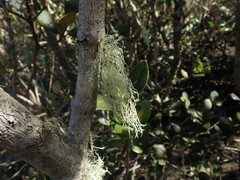 Ramalina pacifica