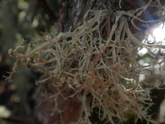 Ramalina geniculata