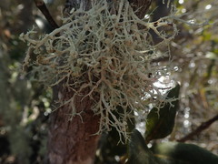 Ramalina geniculata