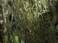 Ramalina pacifica