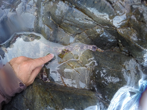 Anthopleura mariscali