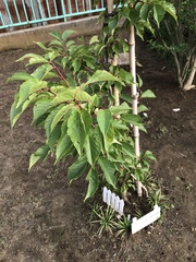 Prunus