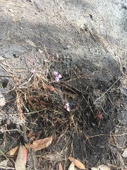 Utricularia caerulea