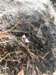 Utricularia caerulea