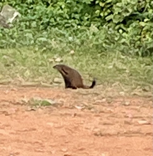 Stripe-necked Mongoose
