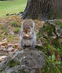 Sciurus carolinensis