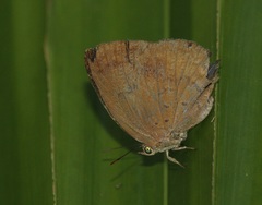 Arhopala fulla