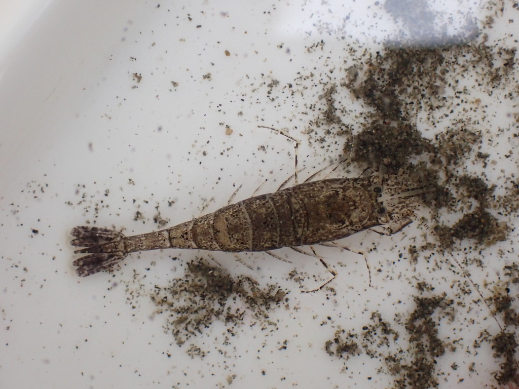 Japanese sand shrimp