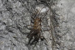 Ceuthophilus latipes