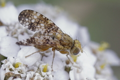 Oxyna flavipennis