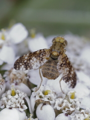 Oxyna flavipennis