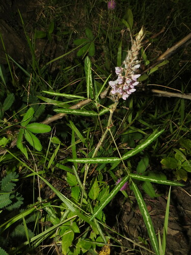Uraria picta iNat (2)
