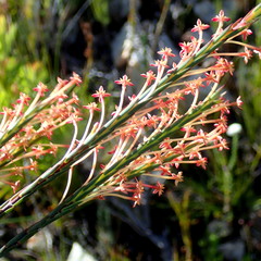 Struthiola macowanii