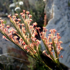 Struthiola macowanii