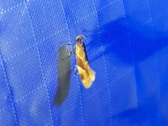 Epicallima formosella