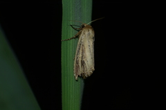 Nonagria typhae