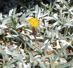 Raillardella argentea