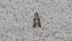 Acrobasis tumidana