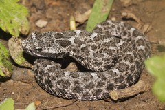 Crotalus aquilus